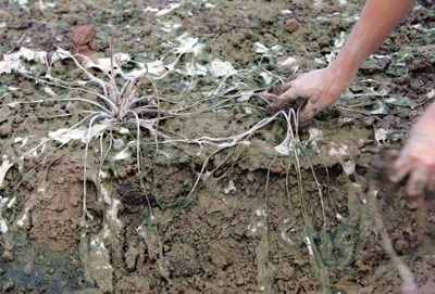 Tây Tựu “hoa không còn lấy một bông” - 11