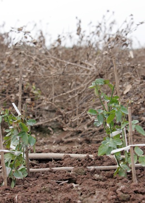 Tây Tựu “hoa không còn lấy một bông” - 17