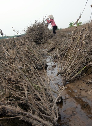 Tây Tựu “hoa không còn lấy một bông” - 2