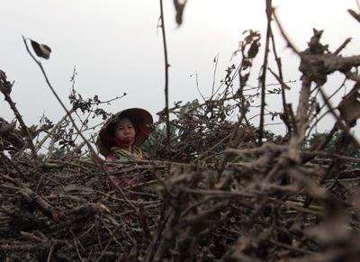 Tây Tựu “hoa không còn lấy một bông” - 15