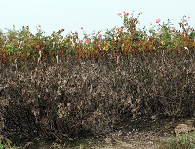 Tây Tựu “hoa không còn lấy một bông” - 7