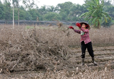 Tây Tựu “hoa không còn lấy một bông” - 14 Tây Tựu “hoa không còn lấy một bông” - 14