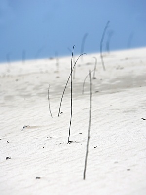 Nơi vàng đen đi qua - 14