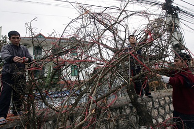 Vườn xuân đã sẵn sàng - 10