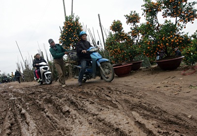 Vườn xuân đã sẵn sàng - 3