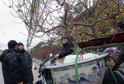 Vườn xuân đã sẵn sàng - 1