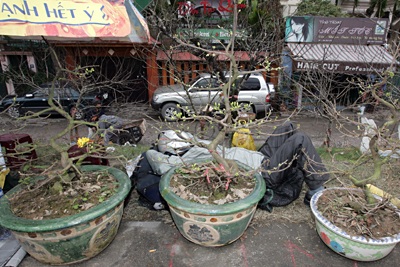 Vườn xuân đã sẵn sàng - 5