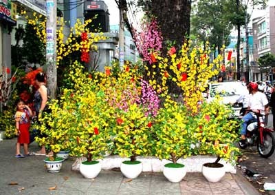 Sài Gòn ngập sắc hoa - 4 Sài Gòn ngập sắc hoa - 4