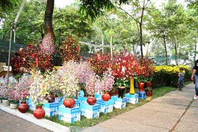 Sài Gòn ngập sắc hoa - 9 Sài Gòn ngập sắc hoa - 9