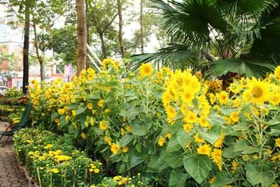 Sài Gòn ngập sắc hoa - 13 Sài Gòn ngập sắc hoa - 13