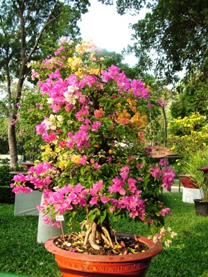 Hội hoa Xuân thu hút hàng trăm ngàn khách - 3