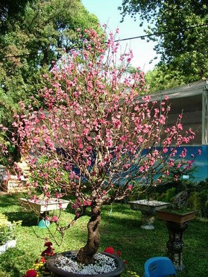 Hội hoa xuân TPHCM rực rỡ sắc màu - 11