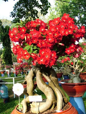 Hội hoa xuân TPHCM rực rỡ sắc màu - 3