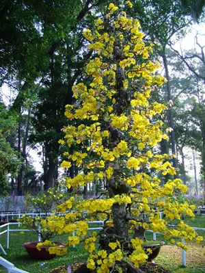 Hội hoa xuân TPHCM rực rỡ sắc màu - 4