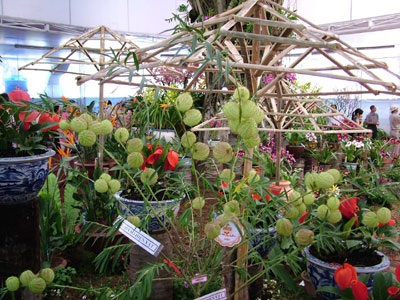 Hội hoa xuân TPHCM rực rỡ sắc màu - 8