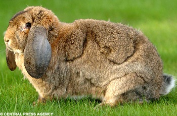 Chú thỏ “bự” nhất thế giới  - 1