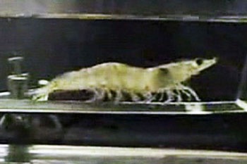 Video: Tôm... tập thể dục  - 1