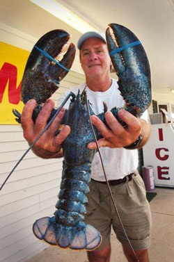 Tôm hùm cũng bị... bạch tạng - 1