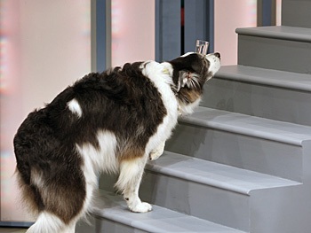 Những màn trình diễn kỷ lục trong năm mới - 1 Những màn trình diễn kỷ lục trong năm mới - 1