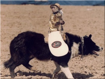 “Siêu sao” khỉ cao bồi  - 3