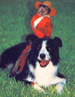 “Siêu sao” khỉ cao bồi  - 4