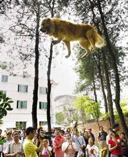 Chó trình diễn đi trên dây - 1 Chó trình diễn đi trên dây - 1