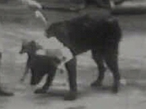 Lạ hơn tiểu thuyết: Ca ghép đầu đầu tiên của thế giới - 1 Lạ hơn tiểu thuyết: Ca ghép đầu đầu tiên của thế giới - 1