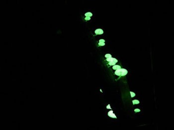 Nấm phát sáng ở Nhật - 5