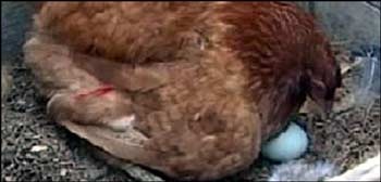 Gà đẻ trứng xanh - 1