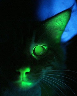 Mèo phát sáng màu xanh - 3