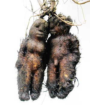 Eva và Adam hà thủ ô - 1 Eva và Adam hà thủ ô - 1