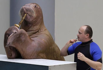 Video: Xem hải mã chơi saxophone - 1 Video: Xem hải mã chơi saxophone - 1