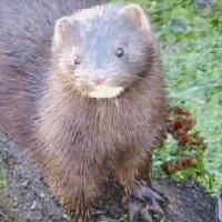 Giải mã cây cầu chó thường nhảy tự tử ở Anh - 2 Giải mã cây cầu chó thường nhảy tự tử ở Anh - 2