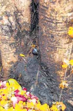 Thần Shiva mọc ra từ… cây sung - 1 Thần Shiva mọc ra từ… cây sung - 1