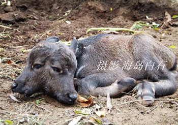Chùm ảnh: Nghé hai đầu - 5 Chùm ảnh: Nghé hai đầu - 5