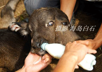 Chùm ảnh: Nghé hai đầu - 1 Chùm ảnh: Nghé hai đầu - 1