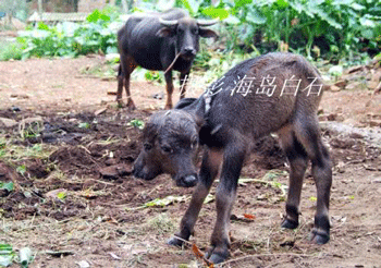 Chùm ảnh: Nghé hai đầu - 2 Chùm ảnh: Nghé hai đầu - 2