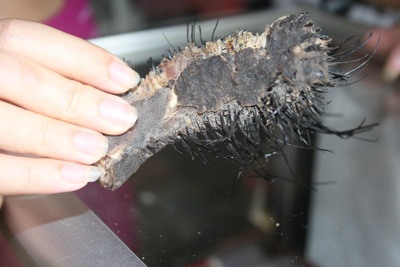 Tiếng thở dài của đàn voi nhà Tây Nguyên - 2