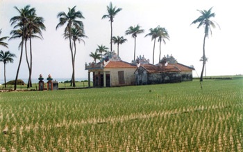 Xuân về trên đảo Lý Sơn - 1 Xuân về trên đảo Lý Sơn - 1