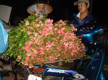 Những cánh hoa đêm - 2 Những cánh hoa đêm - 2