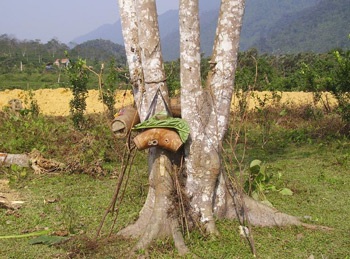 Săn ong rừng - 1 Săn ong rừng - 1