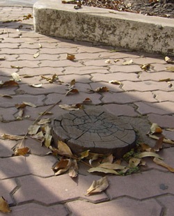 Tan nát những vỉa hè!  - 5