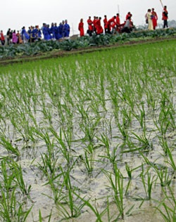 Dự hội chém lợn ở Bắc Ninh - 5