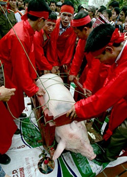 Dự hội chém lợn ở Bắc Ninh - 9
