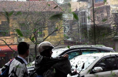 Hà Nội: Khổ vì lá - 5