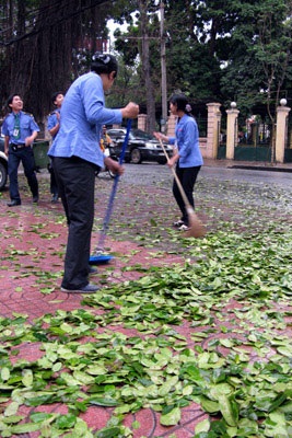 Hà Nội: Khổ vì lá - 6