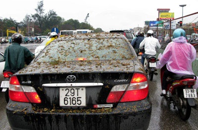 Hà Nội: Khổ vì lá - 7