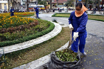 Hà Nội: Khổ vì lá - 8