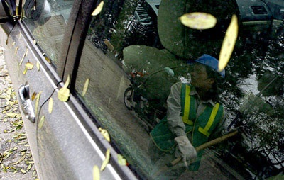 Hà Nội: Khổ vì lá - 9