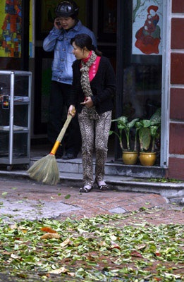 Hà Nội: Khổ vì lá - 1